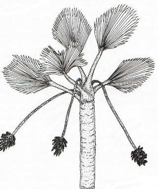 Axillary, Interfoliar Long